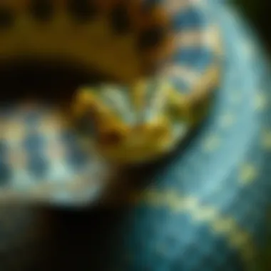 Magnificent An In-Depth Exploration of Snake Experts: Knowledge, Skills, and Contributions Magnificent An In-Depth Exploration of Snake Experts: Knowledge, Skills, and Contributions