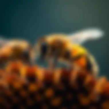 Magnificent The Appearance and Anatomy of Honey Bees Magnificent The Appearance and Anatomy of Honey Bees