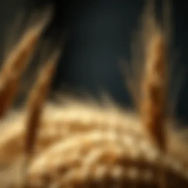 Magnificent Whole Wheat and Its Relation to Diabetes Management