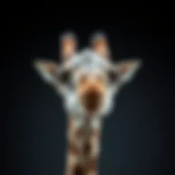 Giraffe vocal cords anatomy