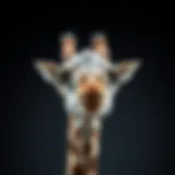 Anatomy of Giraffe Vocal Cords Giraffe vocal cords anatomy