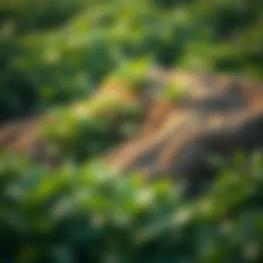 Regulatory responses to glyphosate safety concerns