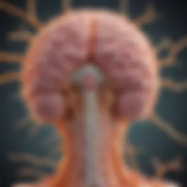 Meningitis Impact on Brain and Spinal Cord A detailed diagram illustrating the brain and spinal cord membranes affected by meningitis.