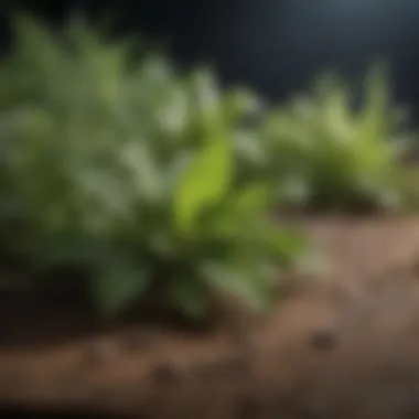 A close-up of natural herbs known for memory enhancement