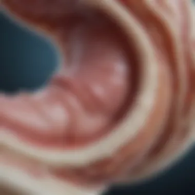 Understanding Cartilage Structure Illustration of cartilage structure and its cellular components