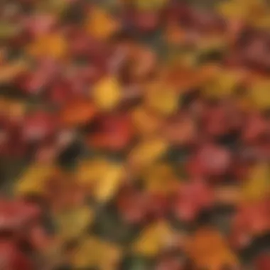 Close-up view of autumn leaves displaying vibrant color changes