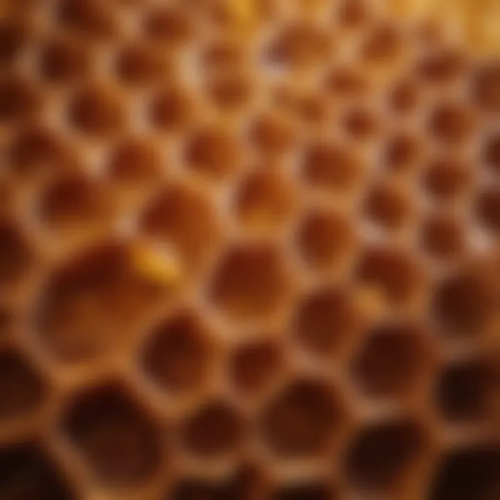 Close-up view of honeycomb structure showcasing hexagonal cells.