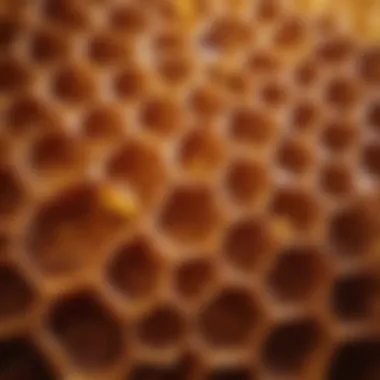 Hexagonal Cells of Honeycomb Close-up view of honeycomb structure showcasing hexagonal cells.
