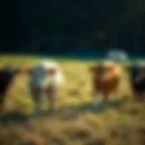 Selection of superior breeding stock in a pasture