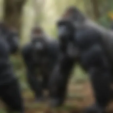 Gorillas engaging in social behaviors within their group