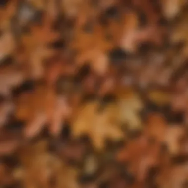 Intricate Oak Leaf Textures Close-up of oak leaves displaying intricate patterns and textures.