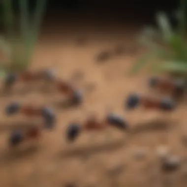 Diverse Ant Species for Accurate Identification Various ant species displayed for identification