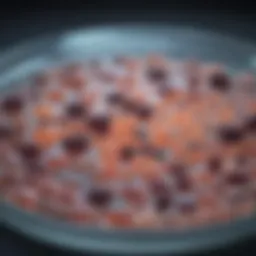 Diverse probiotic strains in a petri dish