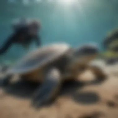 Conservation Efforts for Sea Turtle Protection A conservationist team working to protect sea turtle habitats