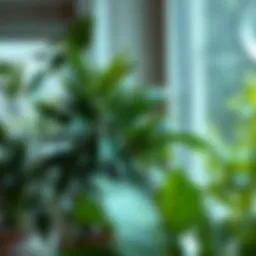 Indoor plants improving air quality