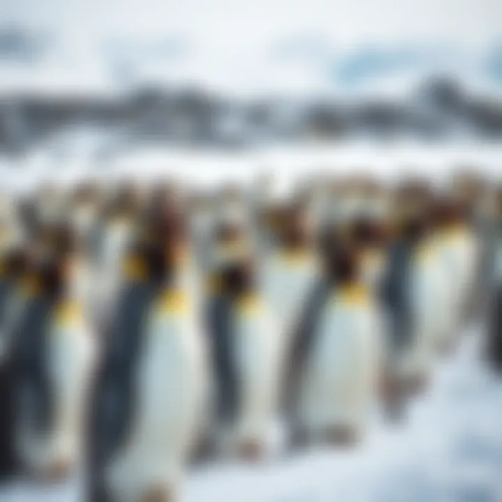 A colony of penguins exhibiting unique behaviors during December