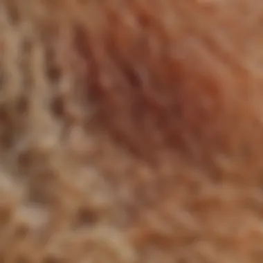 Microscopic Examination of Hair Follicles Microscopic view of hair follicles