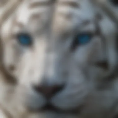 Close-up of a white tiger's striking blue eyes