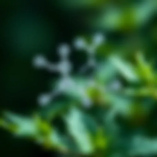 Chemical structure of nepetalactone found in catnip