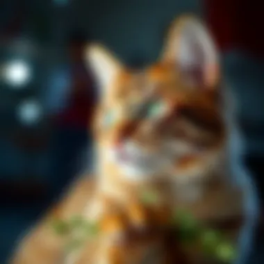 Veterinary applications of catnip for pet care