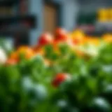 Exploring the Health Implications of Vegetables: A Critical Analysis Introduction