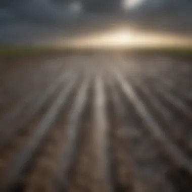Agricultural Implications of Salt Rain Visual representation of agricultural fields affected by salt precipitation.