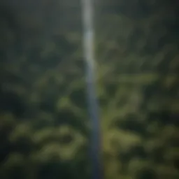 Aerial view of a lush forest ecosystem illustrating the balance of nature
