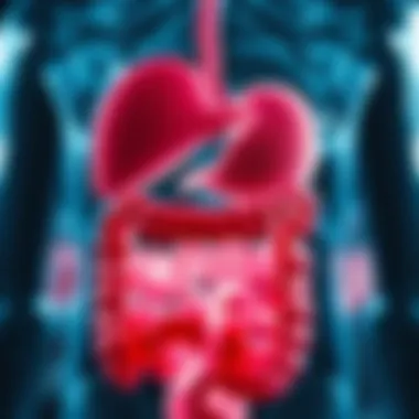 Digestive system illustration highlighting potential impacts