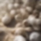 Close-up of garlic cloves with a scientific background