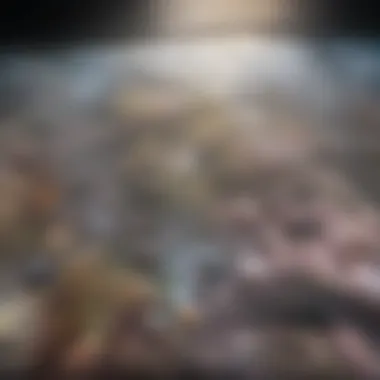 Biodiversity Beneath the Waves Underwater scene highlighting the diverse marine life inhabiting the Great Barrier Reef.