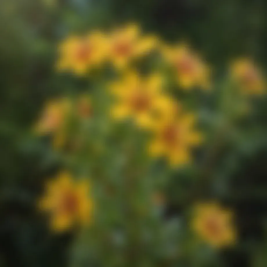 A vibrant display of St. John's Wort flowers in a natural setting