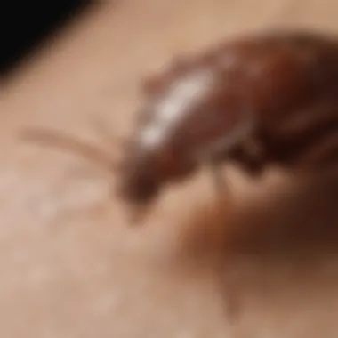 Signs of bed bug bites on skin