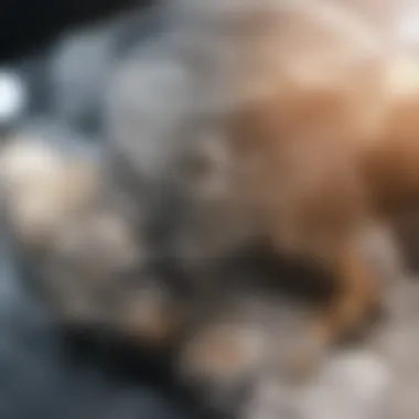 Fossil Evidence of a New Dinosaur Species Fossilized remains of the newly discovered dinosaur species