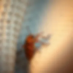 Close-up of adult bed bug on fabric