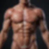 Detailed diagram of muscle anatomy showcasing various muscle groups