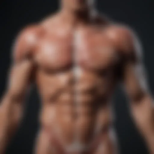 Detailed diagram of muscle anatomy showcasing various muscle groups