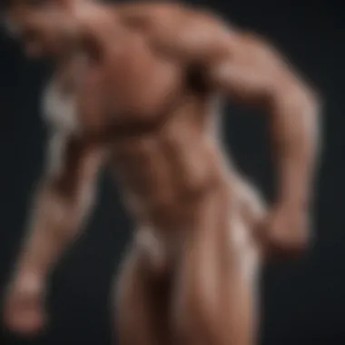 Muscle Functions in Movement and Stability Graphical depiction of muscle roles in movement and stability