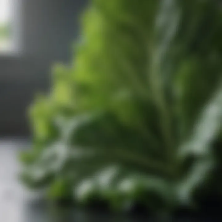 Close-up of fresh leafy greens, emphasizing their rich vitamin content.