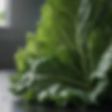 Leafy Greens: A Vitamin Powerhouse Close-up of fresh leafy greens, emphasizing their rich vitamin content.