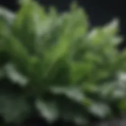 A close-up of vibrant leafy greens known for their calcium content