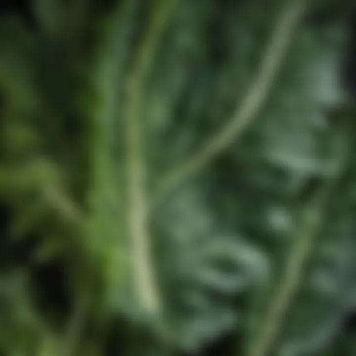 Close-up of leafy greens, a crucial element in an osteoporosis-friendly diet.