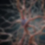 Illustration depicting the neural pathways associated with cognitive enhancement