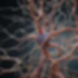 Illustration depicting the neural pathways associated with cognitive enhancement