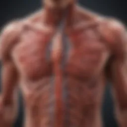 Illustration of enhanced blood circulation