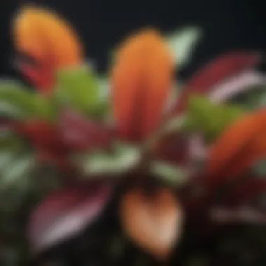 Vibrant Foliage of a Shade-Loving Plant A close-up of a shade-loving plant with vibrant foliage