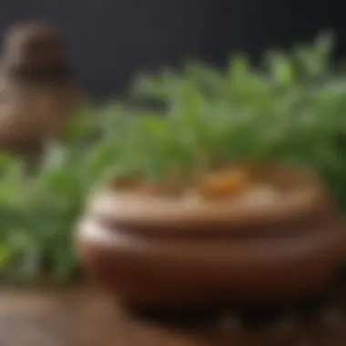 Herbal remedies for enhancing hair pigmentation