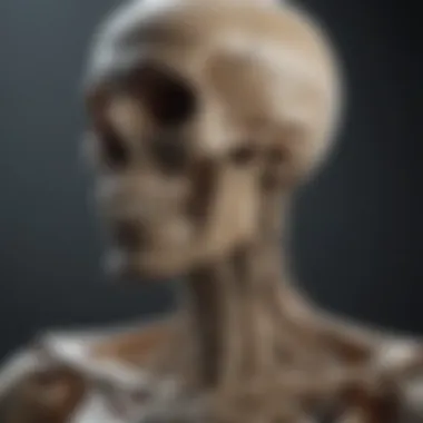 Understanding the Skeletal System A visual representation of the skeletal system highlighting bone structure