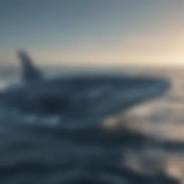 The Majesty of Blue Whales Majestic blue whale swimming gracefully in the ocean.