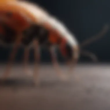 Medical Treatments for Insect Bites Medical treatments for insect bites