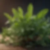 A close-up of fresh herbs known for combating bad breath